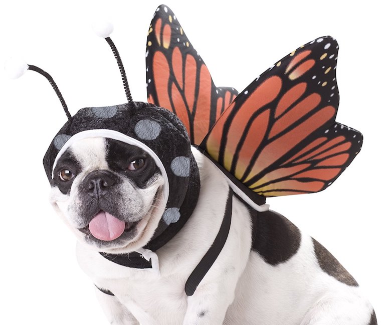 Animal Planet Butterfly Dog Costume