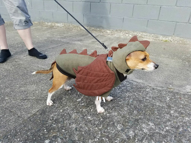 Dragon Dog Costume
