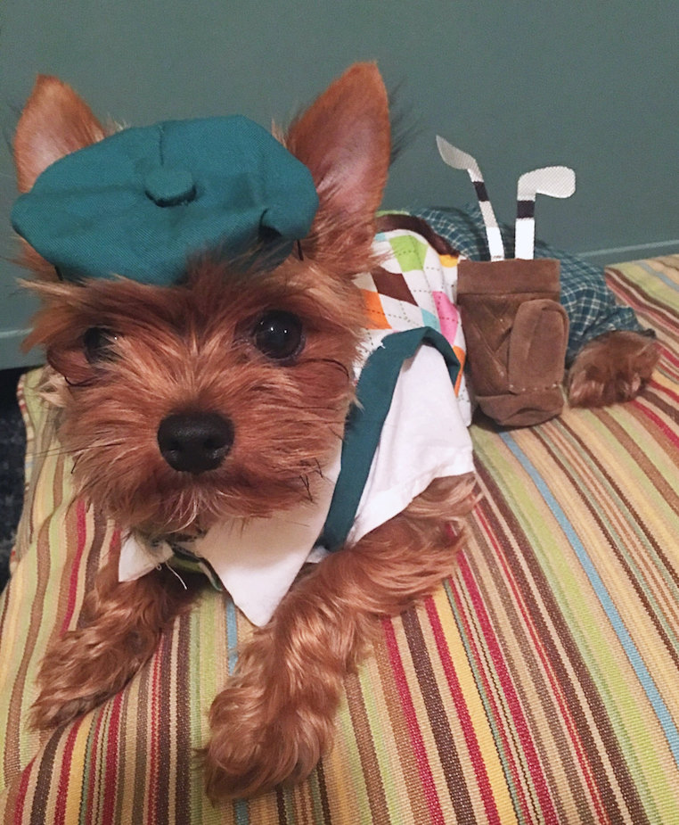 Dog Golfer Costume