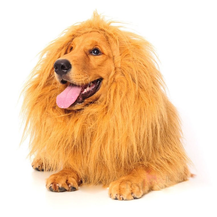 Lion Mane for Dog