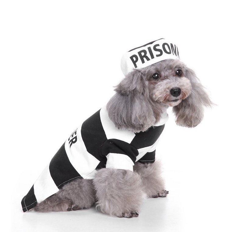 Jailbird Dog Costume