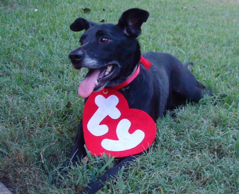 Ty Beanie Baby Pet Costume
