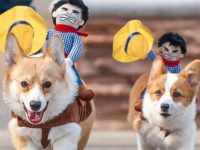 Funny Cowboy Themed Halloween Dog Costume