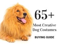 65+ Most Creative Dog Costumes
