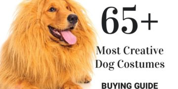 65+ Most Creative Dog Costumes