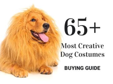 65+ Most Creative Dog Costumes